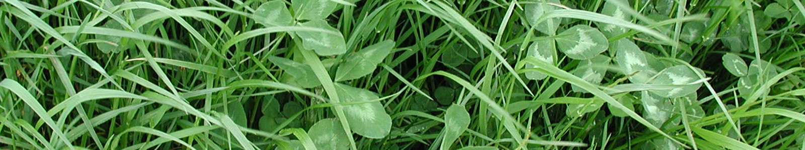 Gras mit Kleeblättern ©DLR